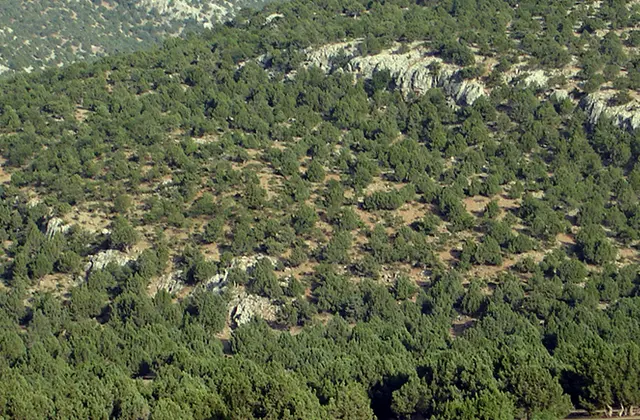 Akkışla