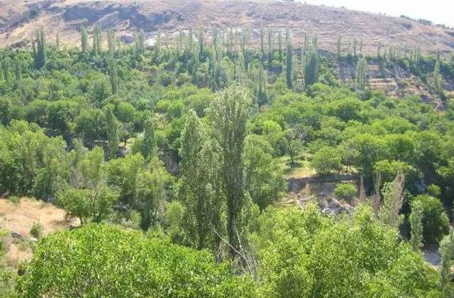 Gesi Bağları