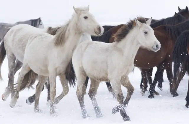 Hacılar Erciyes Dağı Eteği Yılkı Atları