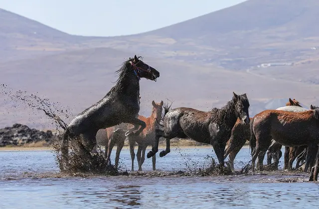 Hacılar Erciyes Dağı Eteği Yılkı Atları