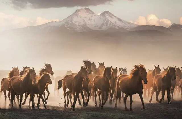 Hacılar Erciyes Dağı Eteği Yılkı Atları