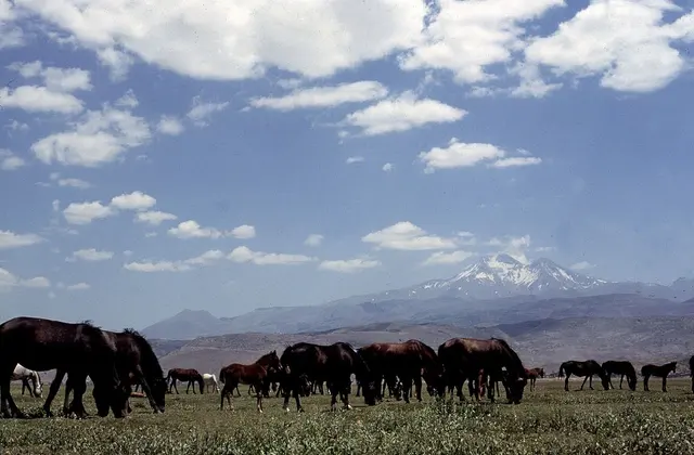 Hacılar Erciyes Dağı Eteği Yılkı Atları